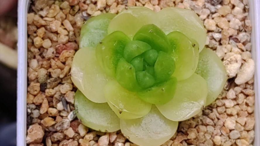 多肉植物化水?切除「化水叶片 + 杀菌」