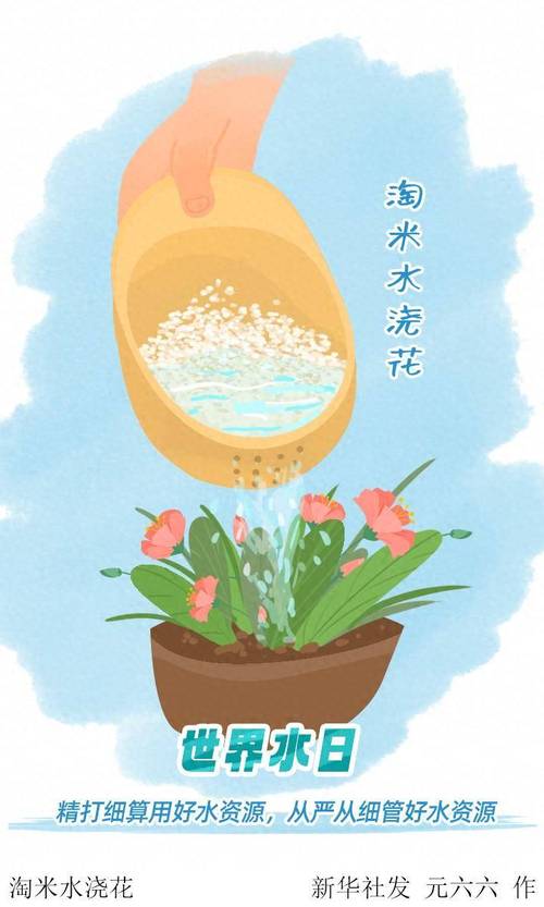 淘米水用处多?浇花洗碗都可行!