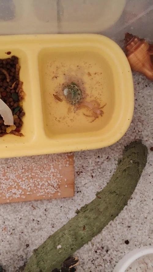 寄居蟹脱壳后护理？钙质补充