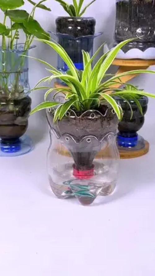 塑料瓶改造!制作水培容器