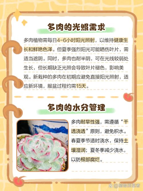 多肉植物光照优化!不同品种的需求差异