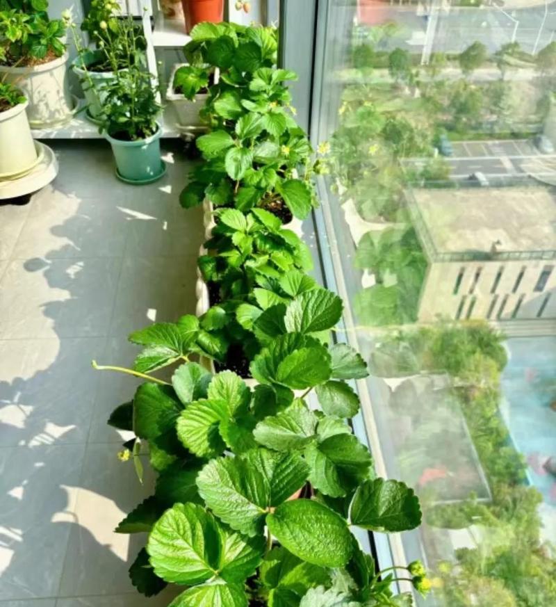 阳台种草莓?挂盆种植节省空间!