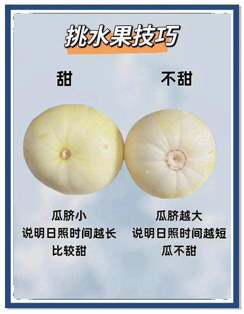 挑选成熟香甜瓜类的窍门
