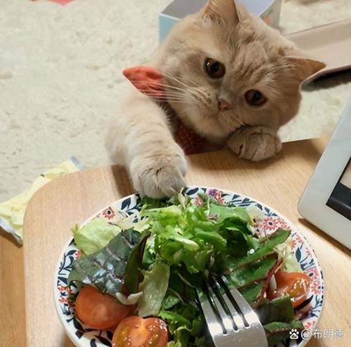 猫咪便秘?喂食「南瓜 + 橄榄油」