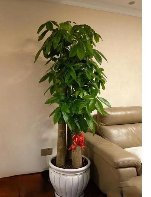 家居绿植摆放,风水提升运势