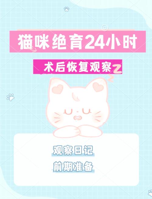 猫咪绝育后怎么护理?术后注意事项