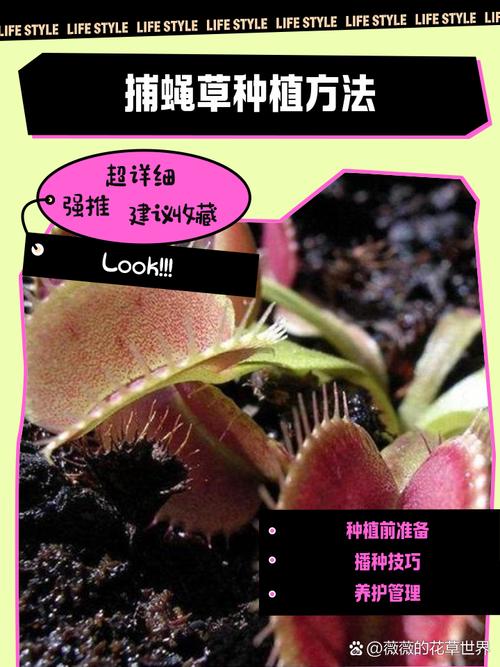 捕蝇草繁殖方法?分株与播种