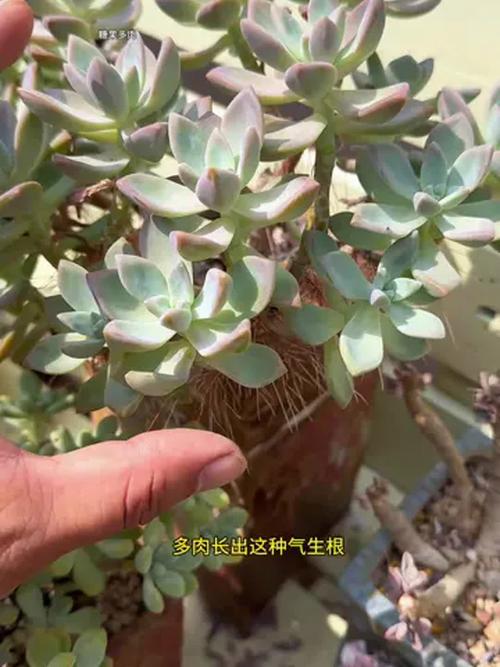 多肉植物气根？无需处理「正常现象」